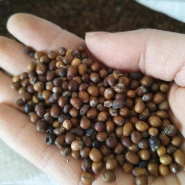 苦参种子批发纯新货包收购提供技术发芽率90%