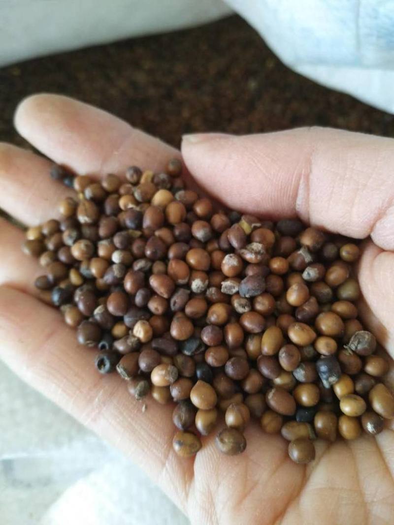 苦参种子批发纯新货包收购提供技术发芽率90%