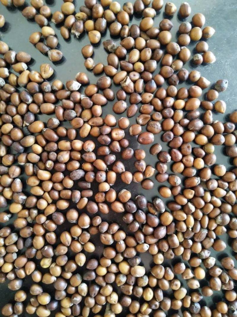 苦参种子批发纯新货包收购提供技术发芽率90%