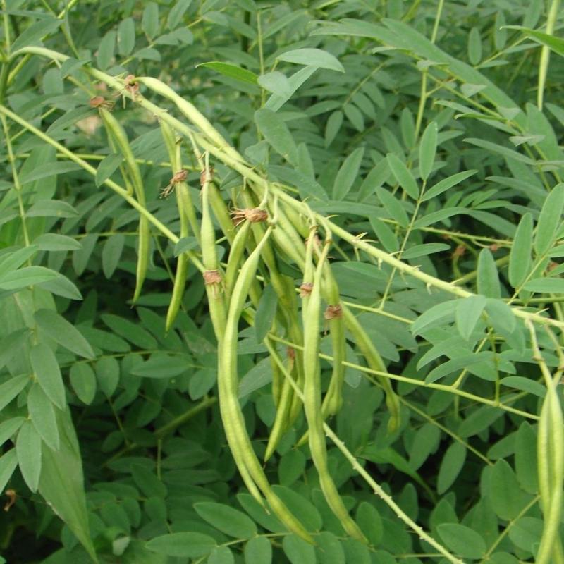 苦参种子批发纯新货包收购提供技术发芽率90%