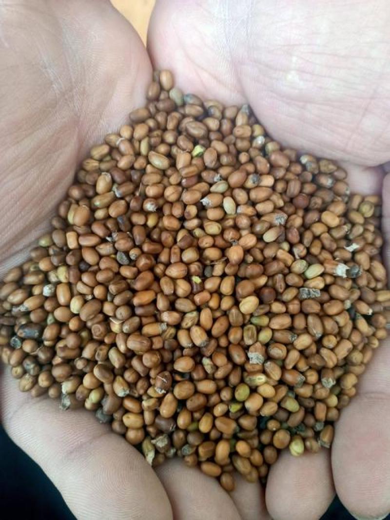 苦参种子批发纯新货包收购提供技术发芽率90%