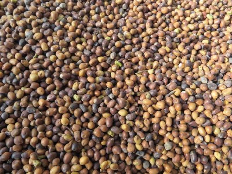 苦参种子批发纯新货包收购提供技术发芽率90%