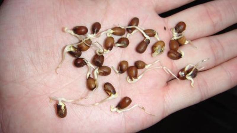 苦参种子批发纯新货包收购提供技术发芽率90%