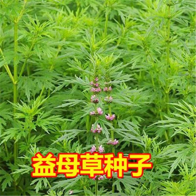 益母草种子纯新货高产抗病提供种植技术量大优惠