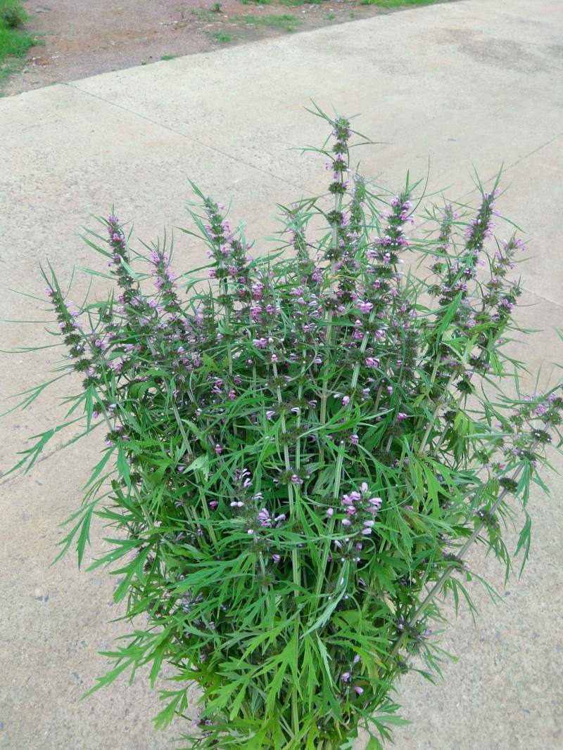 益母草种子纯新货高产抗病提供种植技术量大优惠