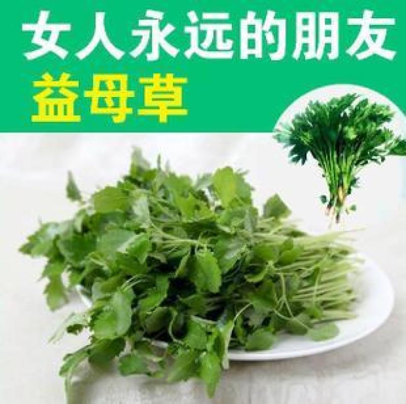 益母草种子纯新货高产抗病提供种植技术量大优惠