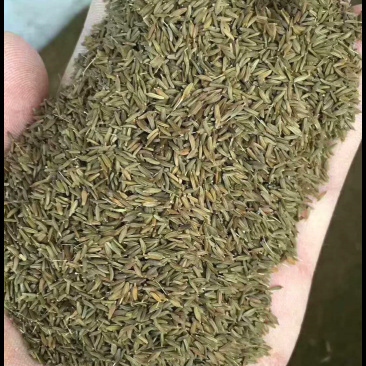 蒲公英种子2020年纯新货发芽率90%以上提供种植技