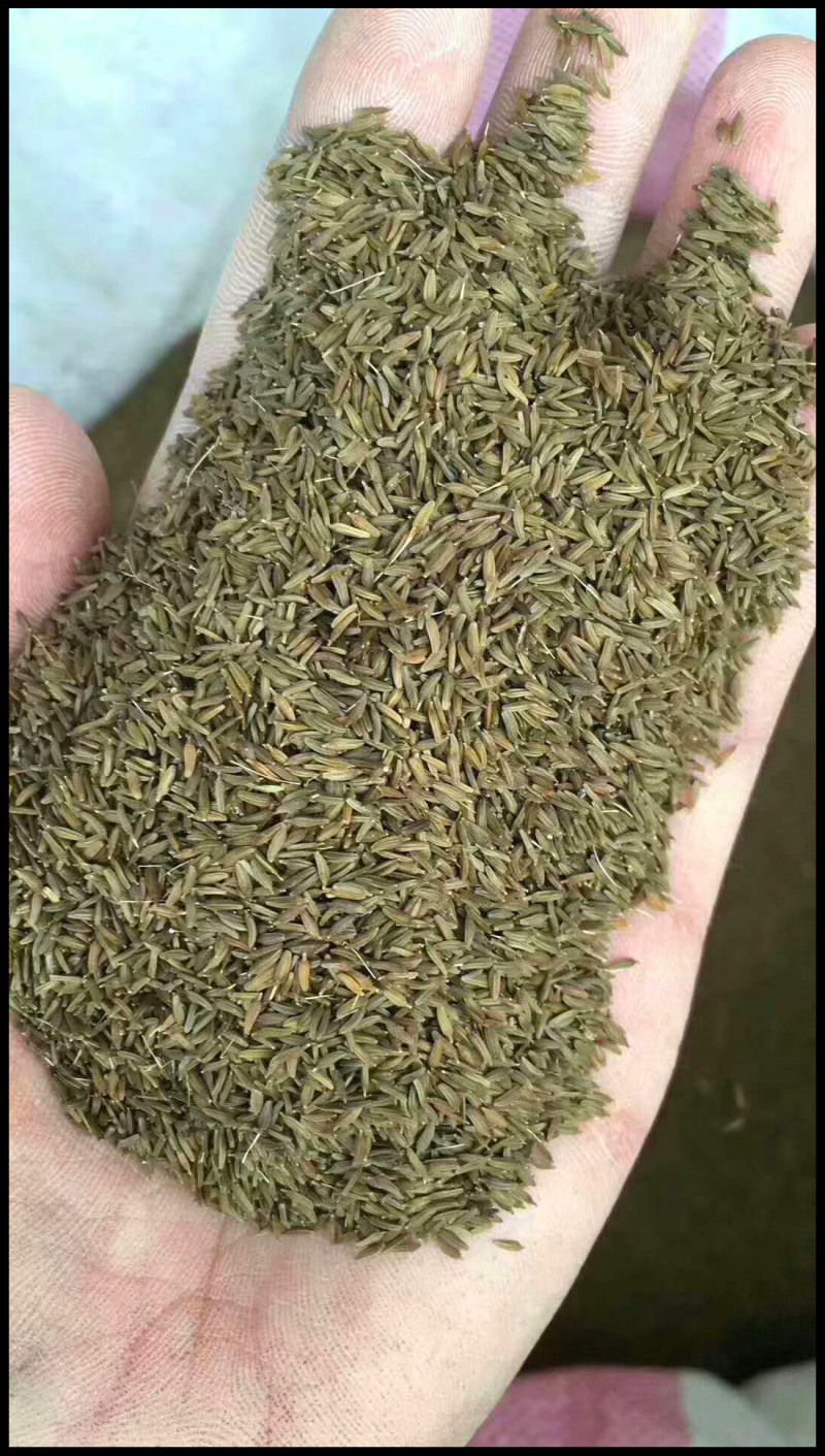 蒲公英种子2020年纯新货发芽率90%以上提供种植技