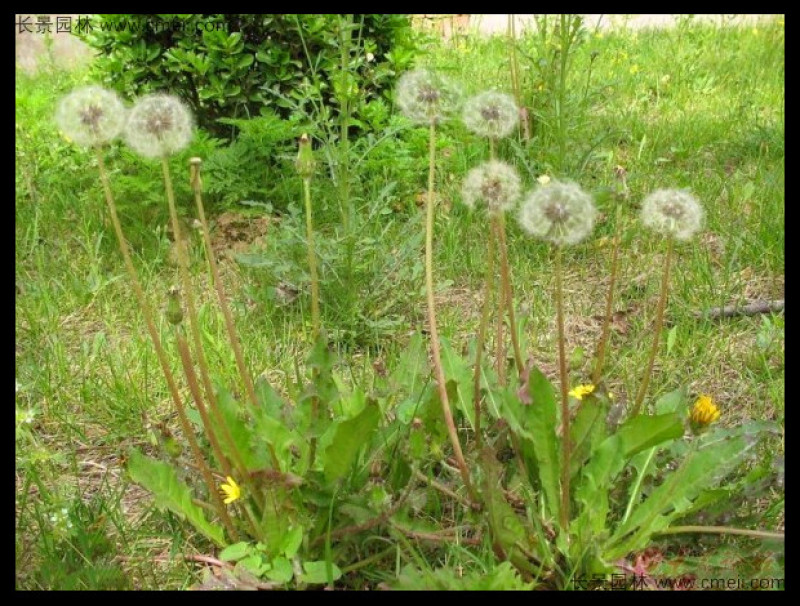 蒲公英种子2020年纯新货发芽率90%以上提供种植技