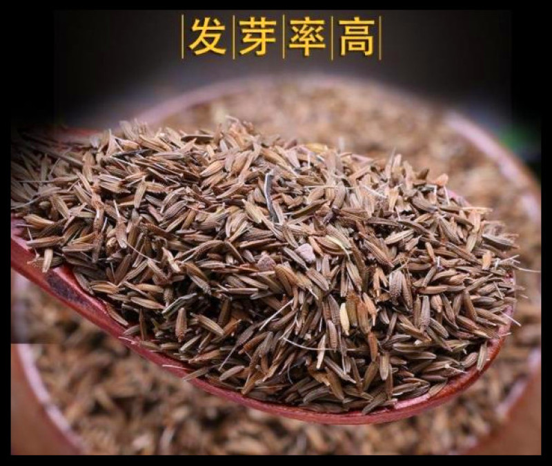 蒲公英种子2020年纯新货发芽率90%以上提供种植技