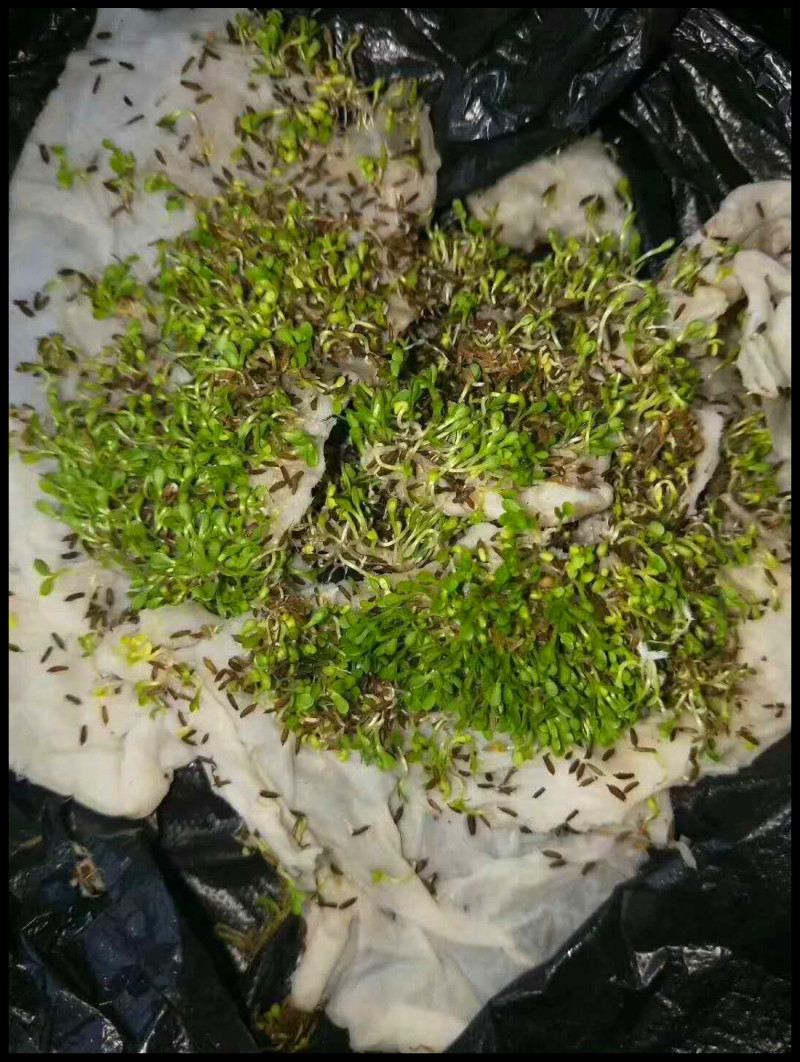 蒲公英种子2020年纯新货发芽率90%以上提供种植技
