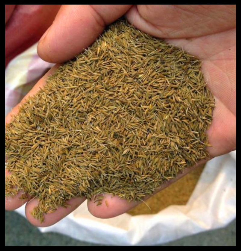 蒲公英种子2020年纯新货发芽率90%以上提供种植技