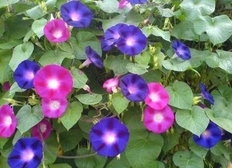 矮牵牛种子喇叭花种子景观绿化庭院阳台种植盆栽花卉种子