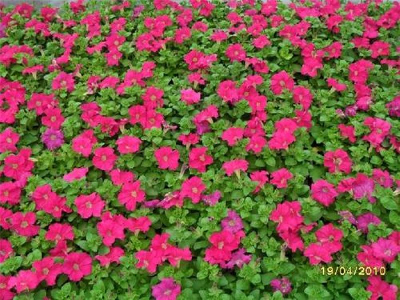 矮牵牛种子喇叭花种子景观绿化庭院阳台种植盆栽花卉种子
