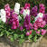 紫罗兰花种子耐寒易种庭院种植园艺园林景观绿化花卉种子