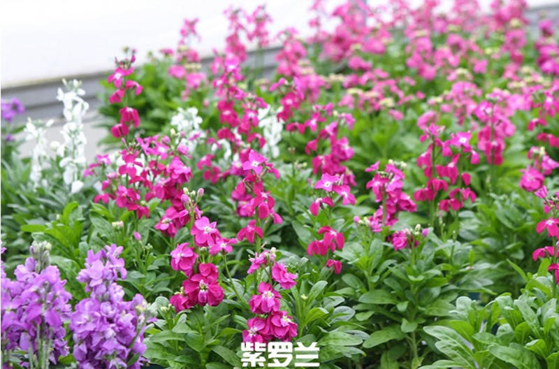 紫罗兰花种子耐寒易种庭院种植园艺园林景观绿化花卉种子