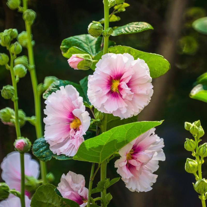 蜀葵花种子春夏秋播多年生花卉种子易种庭院户外一丈红