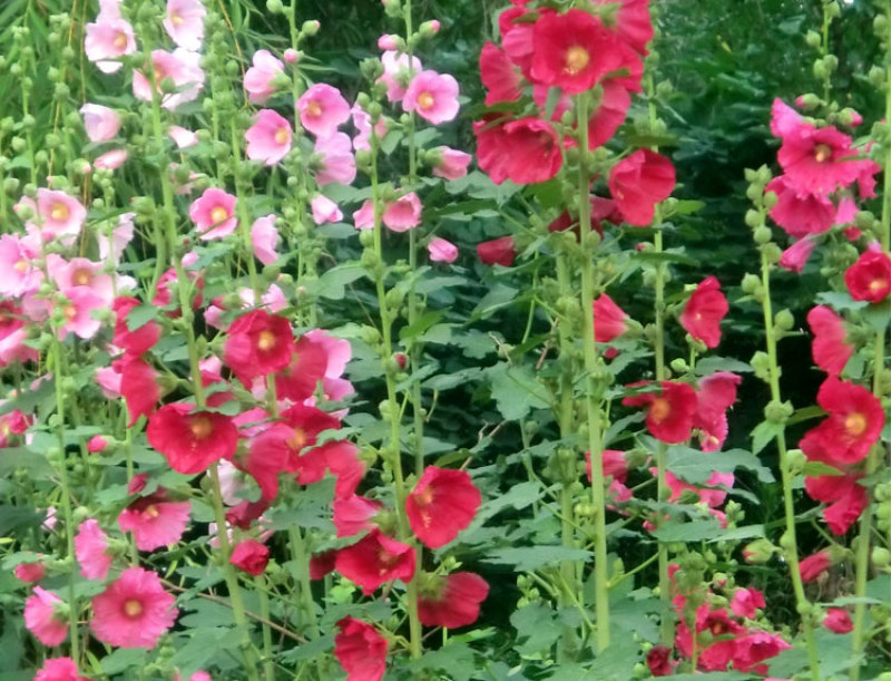 蜀葵花种子春夏秋播多年生花卉种子易种庭院户外一丈红