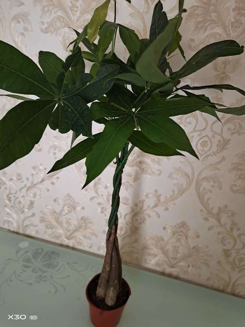 发财树高度50-60公分带盆包邮38元一颗