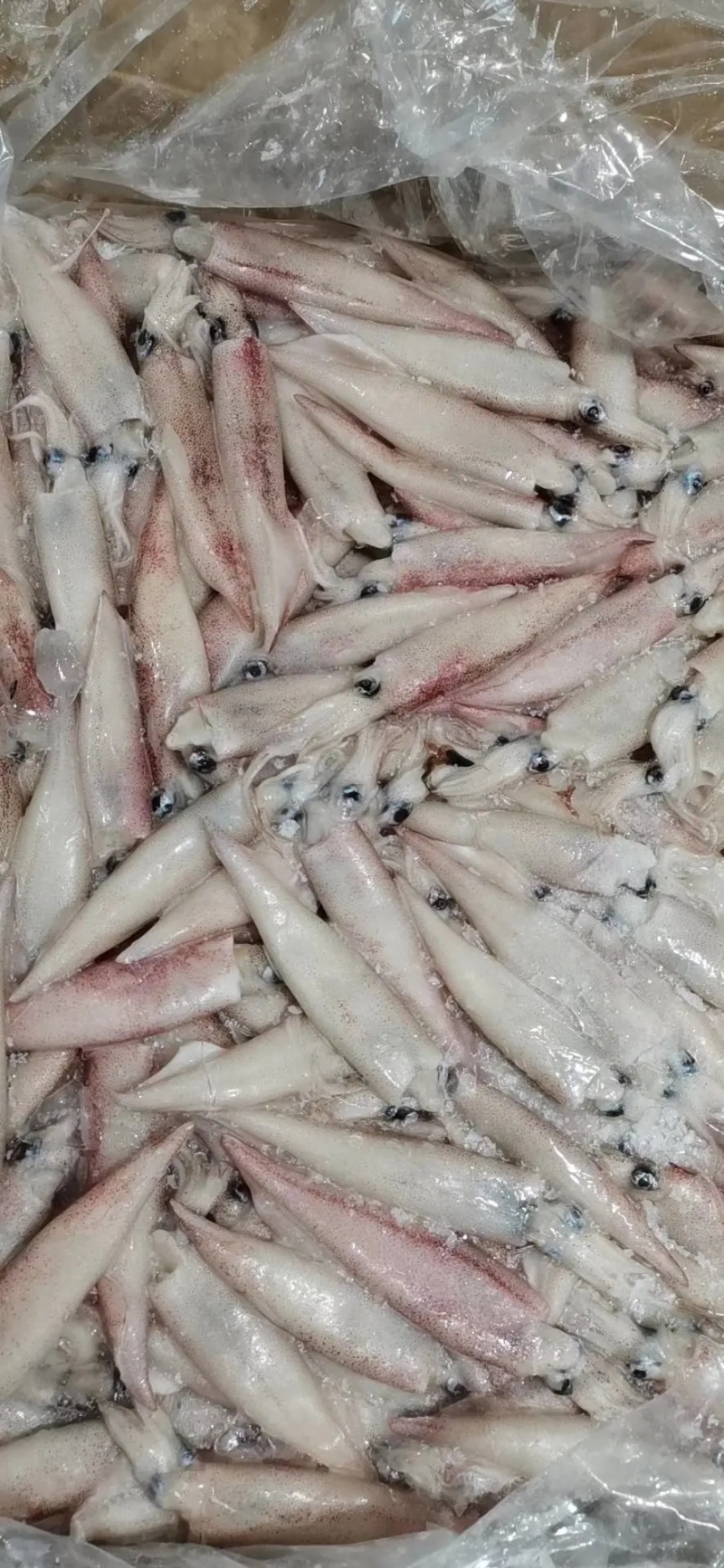 新鲜海兔笔管鱼海兔小鱿鱼籽乌