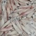 新鲜海兔笔管鱼海兔小鱿鱼籽乌