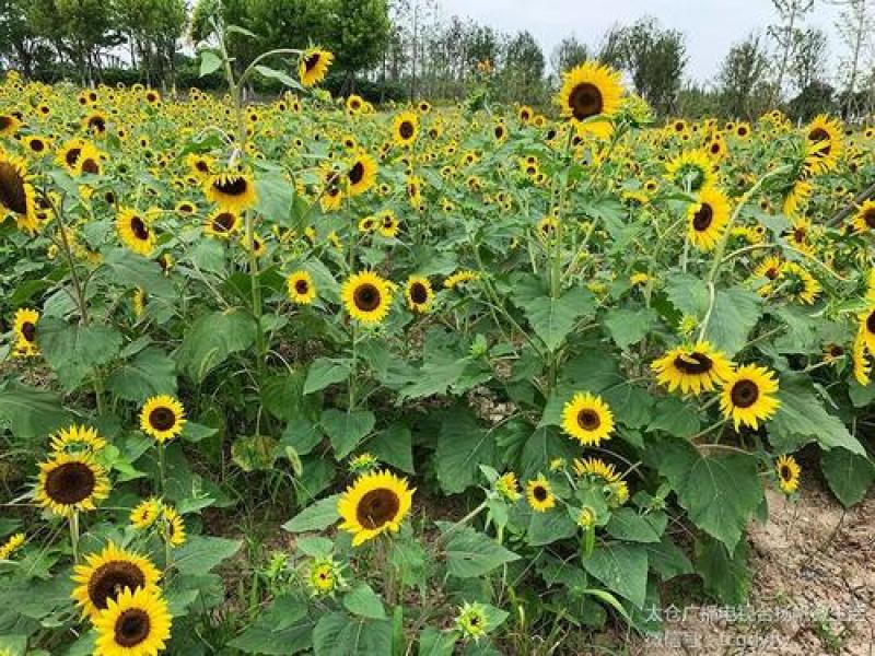 向日葵种籽子观赏玩具熊多头迷你向日葵种子春夏种植花海