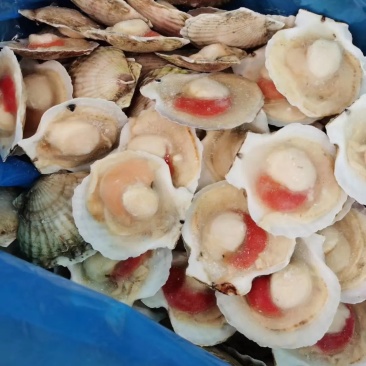 半壳扇贝大帆立贝肉冷冻特大带黄扇贝肉烧烤食材半壳虾夷贝