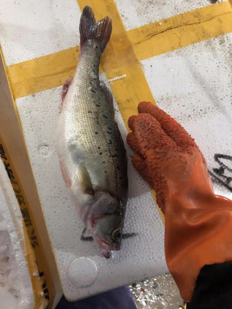 新鲜大鲈鱼花鲈鱼寨花鱼鲈板鱼海鱼海产品海鲜类水产生鲜食品