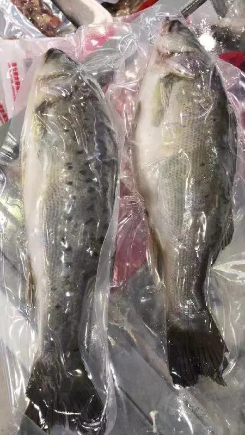 新鲜大鲈鱼花鲈鱼寨花鱼鲈板鱼海鱼海产品海鲜类水产生鲜食品
