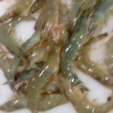 鲜活南美对虾大虾超大海虾鲜活冷冻白虾对虾基围虾大虾新
