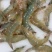 鲜活南美对虾大虾超大海虾鲜活冷冻白虾对虾基围虾大虾新