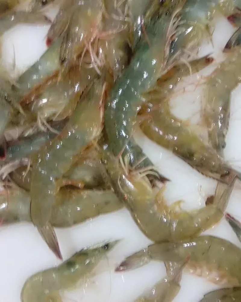 鲜活南美对虾大虾超大海虾鲜活冷冻白虾对虾基围虾大虾新