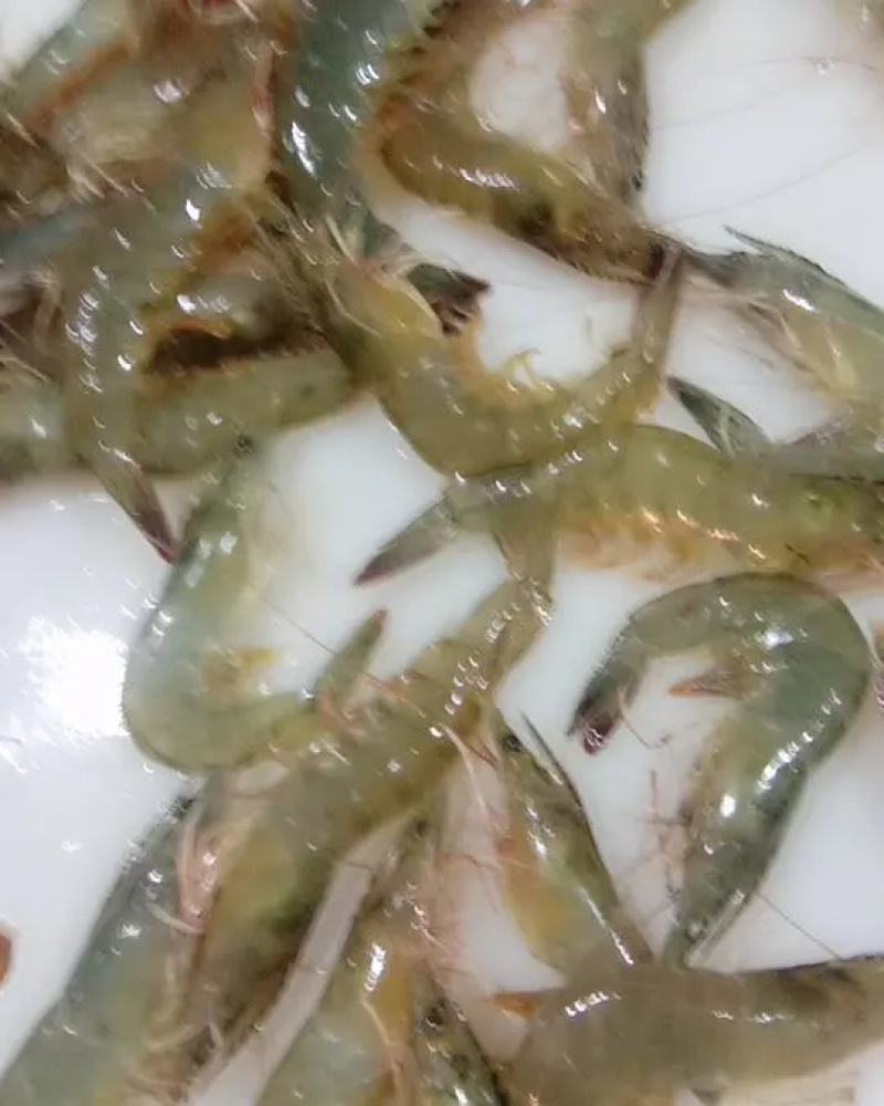 鲜活南美对虾大虾超大海虾鲜活冷冻白虾对虾基围虾大虾新