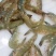 鲜活南美对虾大虾超大海虾鲜活冷冻白虾对虾基围虾大虾新