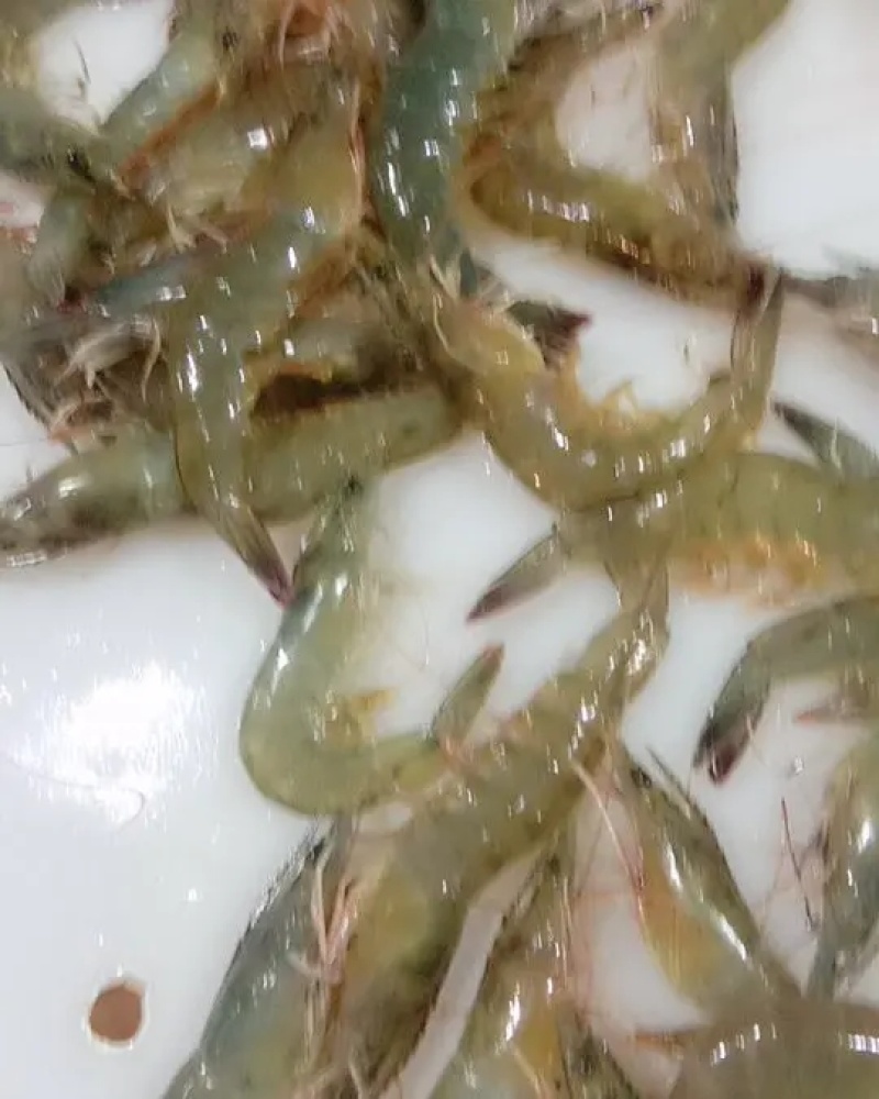 鲜活南美对虾大虾超大海虾鲜活冷冻白虾对虾基围虾大虾新