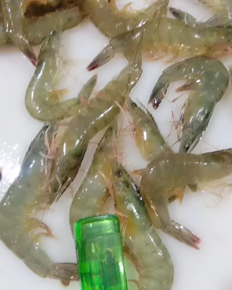 鲜活南美对虾大虾超大海虾鲜活冷冻白虾对虾基围虾大虾新