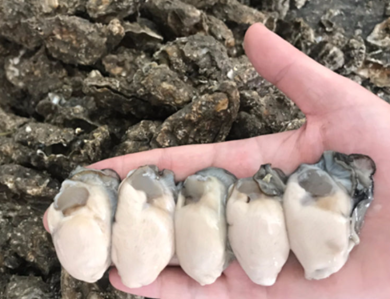 生蚝肉鲜活现剥蚝肉生蚝生耗水产牡蛎新鲜海鲜海蛎子去壳生蚝