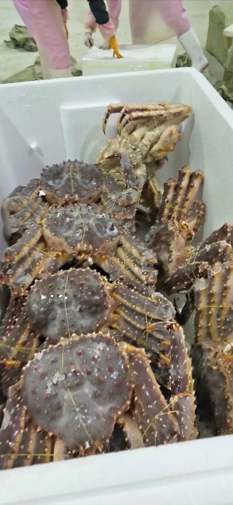 帝王蟹智利进口帝王蟹海鲜鲜活冷冻大号特大帝王蟹皇帝
