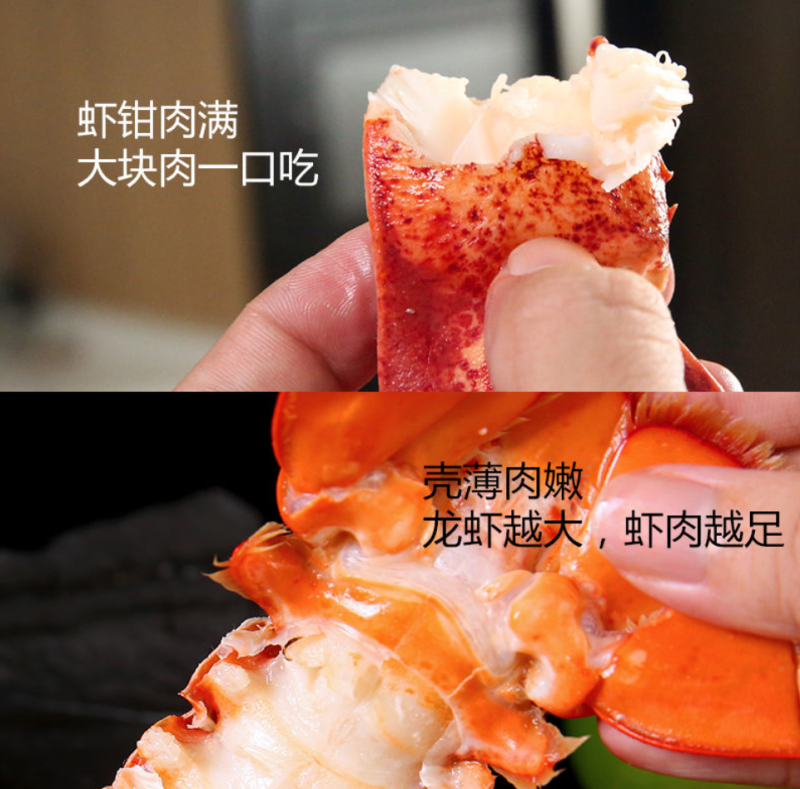 波士顿龙虾波龙龙虾波士顿大龙虾鲜活龙虾波