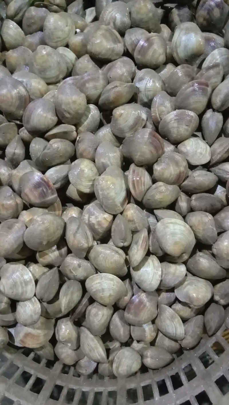 鲜活美贝四不像大蛤蜊每天鲜活现挖