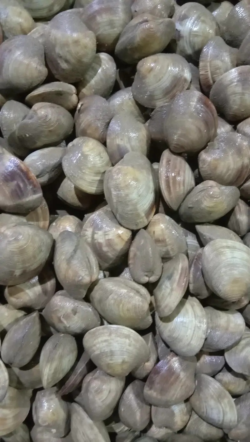鲜活美贝四不像大蛤蜊每天鲜活现挖