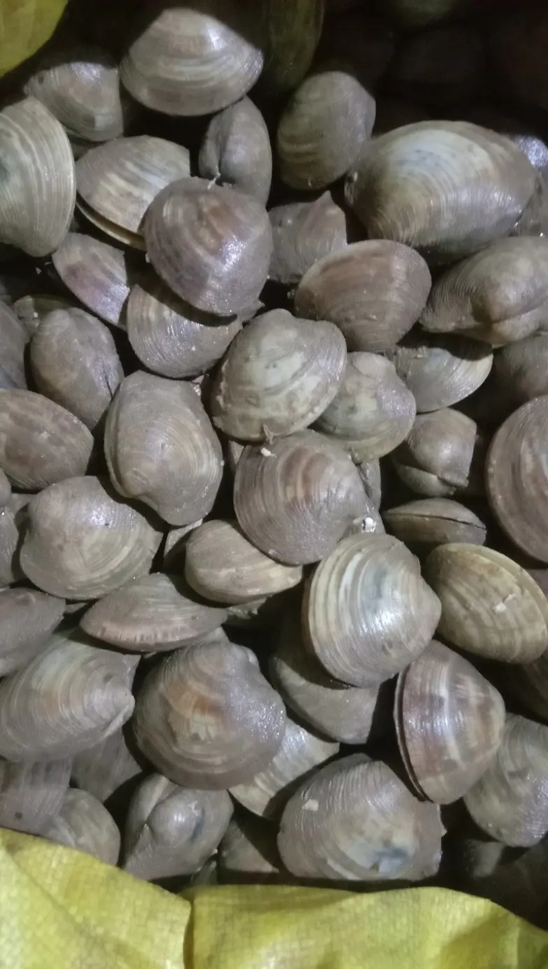 鲜活美贝四不像大蛤蜊每天鲜活现挖