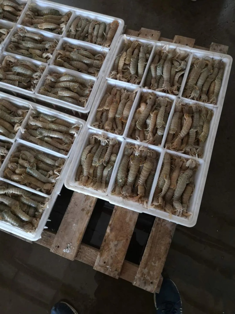 精品★皮皮虾虾爬虾婆【各规格齐全】