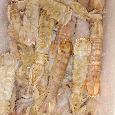 冻皮皮虾超肥超大皮皮虾带黄野冻皮皮虾海鲜鲜活虾婆虾姑