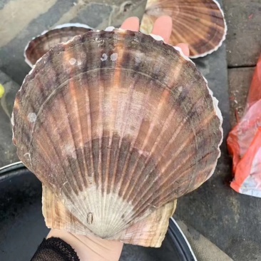 大扇贝超大个鲜活扇贝烧烤食材深海带壳扇贝蒜蓉扇贝双壳鲜活