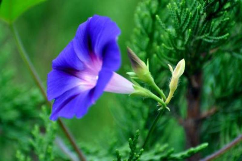 牵牛花种子爬藤喇叭花种籽子庭院攀缘花籽春秋种植花卉种子