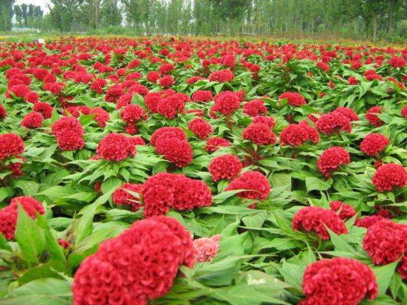 凤尾鸡冠花种子花冠状鸡冠花种子耐热耐旱景观花海种植