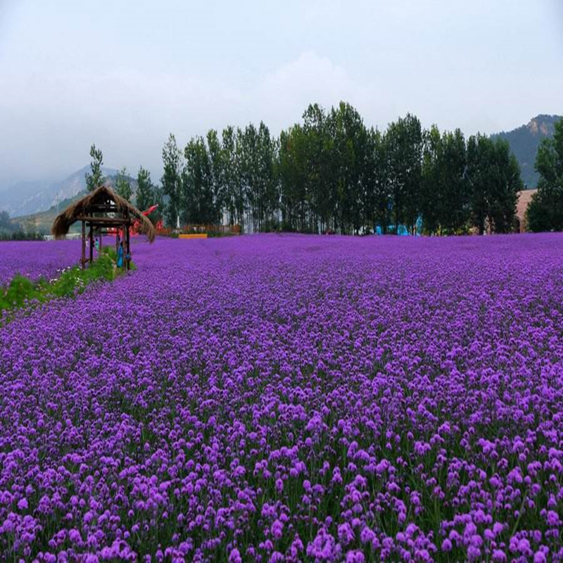 柳叶马鞭草种子蓝色多年生宿根花卉种子景观花海绿化工程耐寒