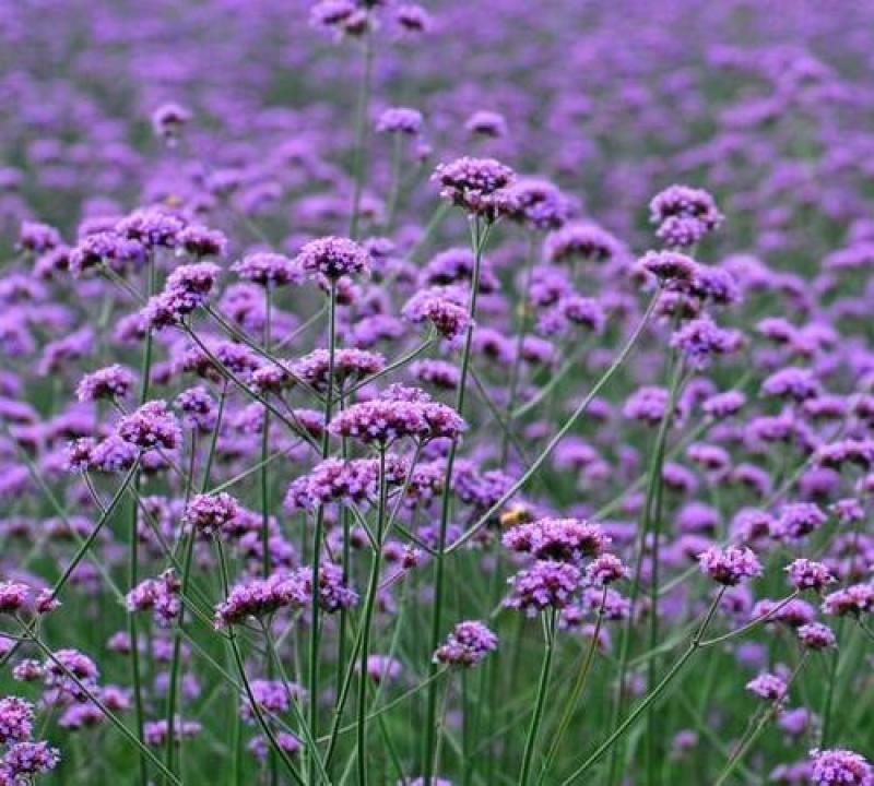 柳叶马鞭草种子蓝色多年生宿根花卉种子景观花海绿化工程耐寒