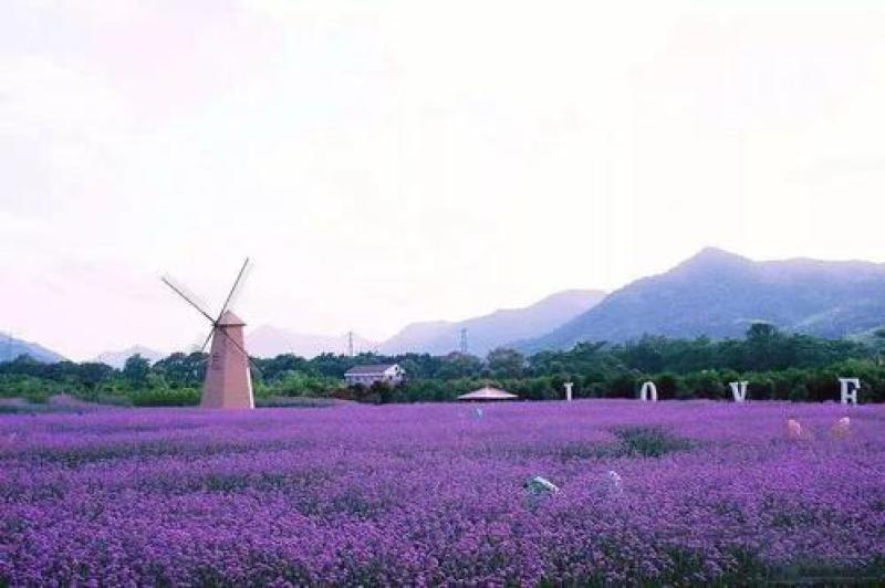 柳叶马鞭草种子蓝色多年生宿根花卉种子景观花海绿化工程耐寒